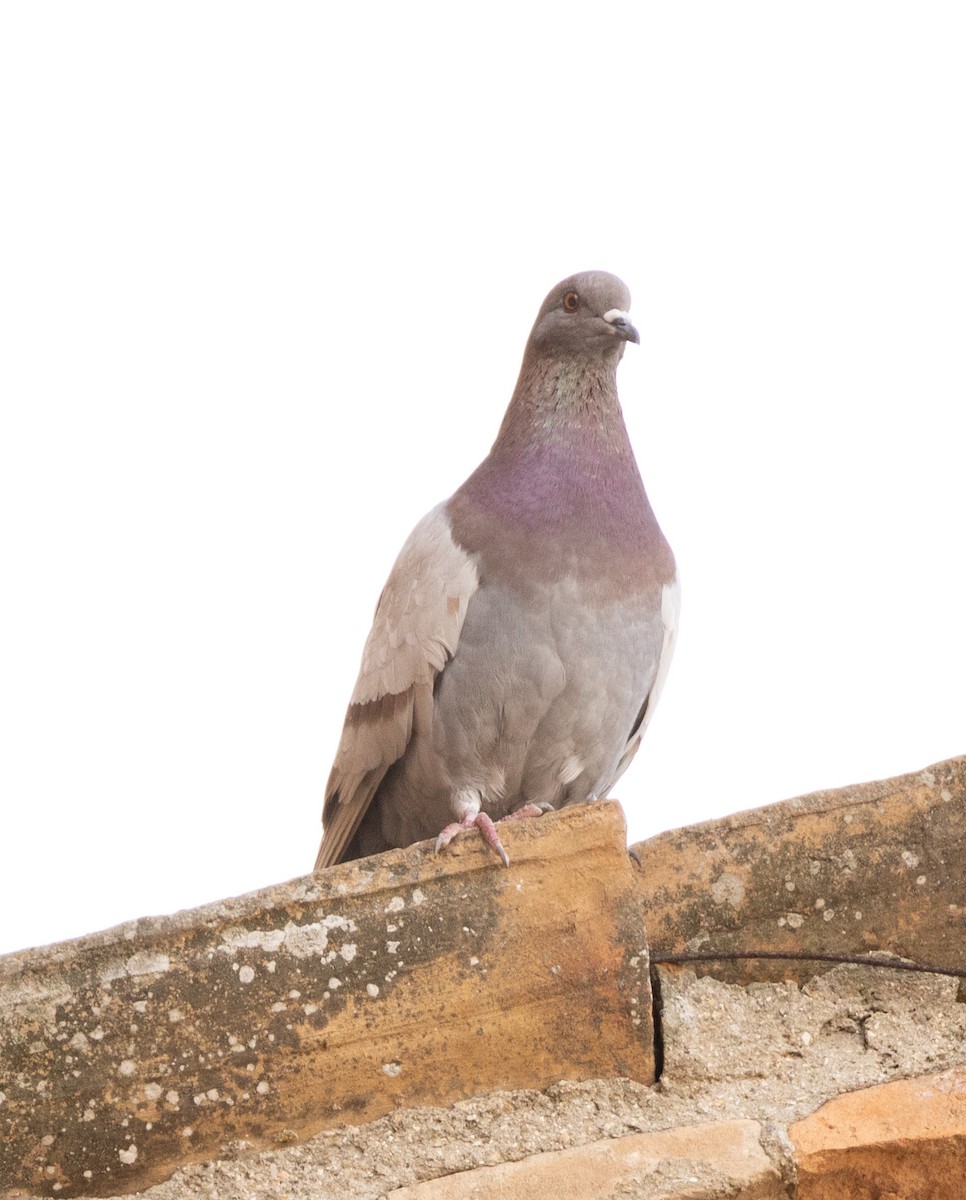 Rock Pigeon (Feral Pigeon) - ML616929177