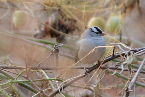White-crowned Sparrow - ML616929220