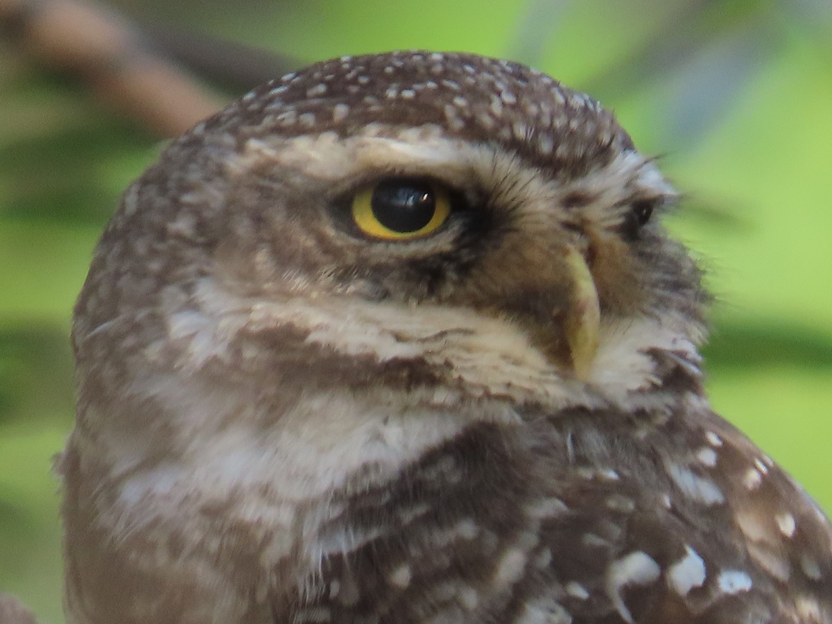 Spotted Owlet - ML616929294