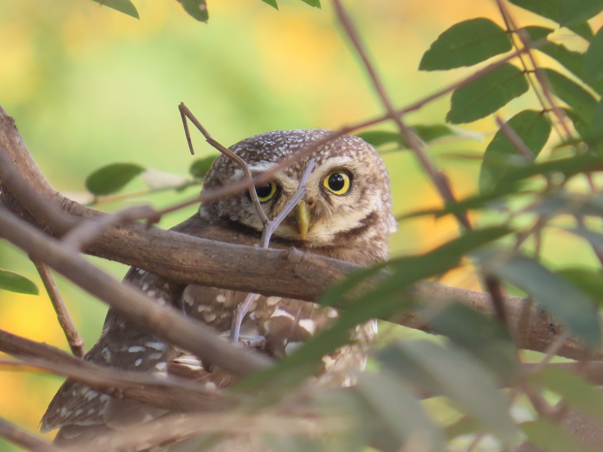 Spotted Owlet - ML616929295
