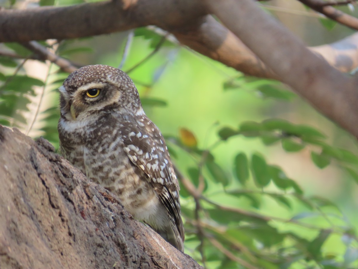 Spotted Owlet - Latha Raghavendra