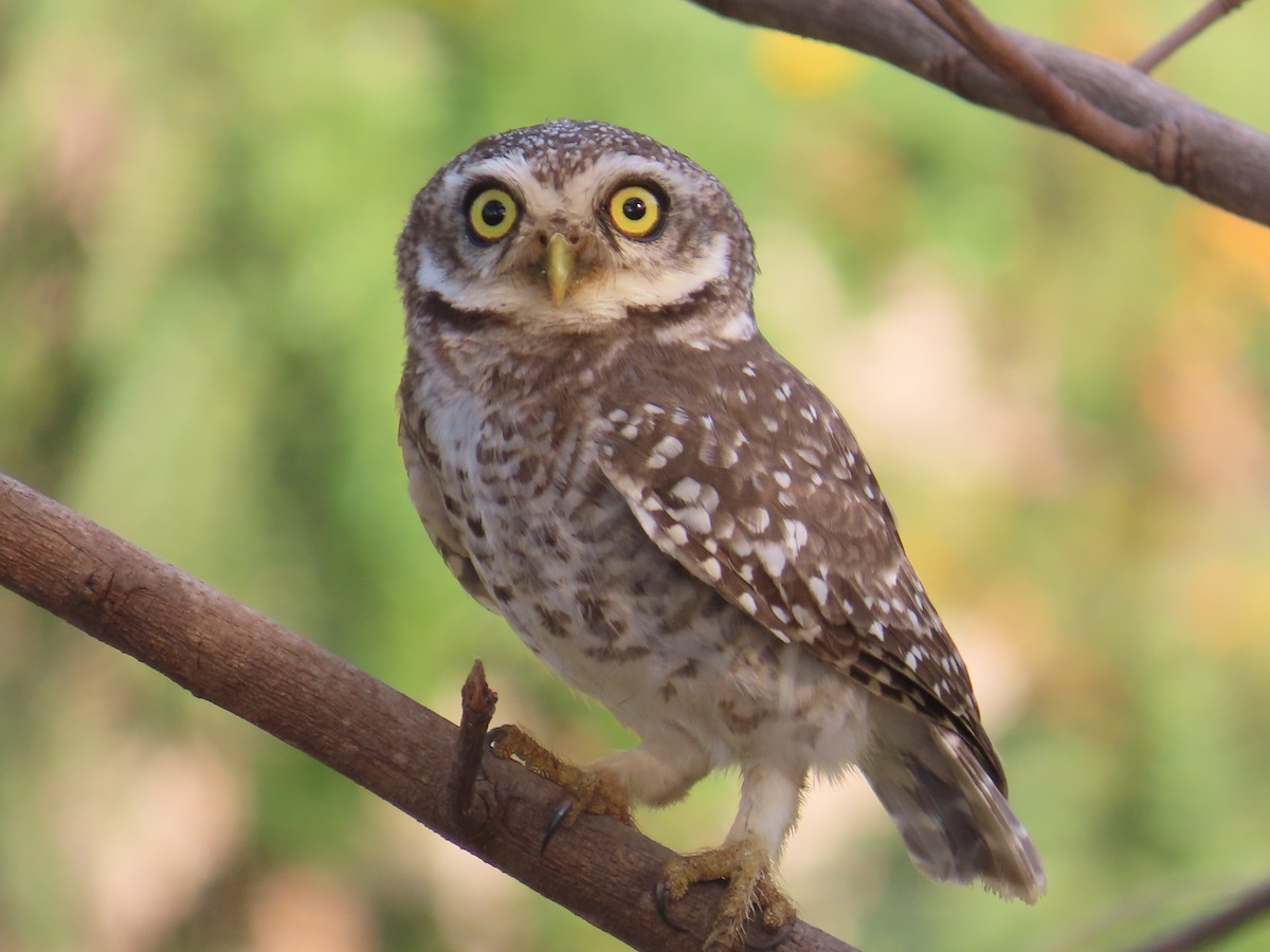 Spotted Owlet - ML616929297