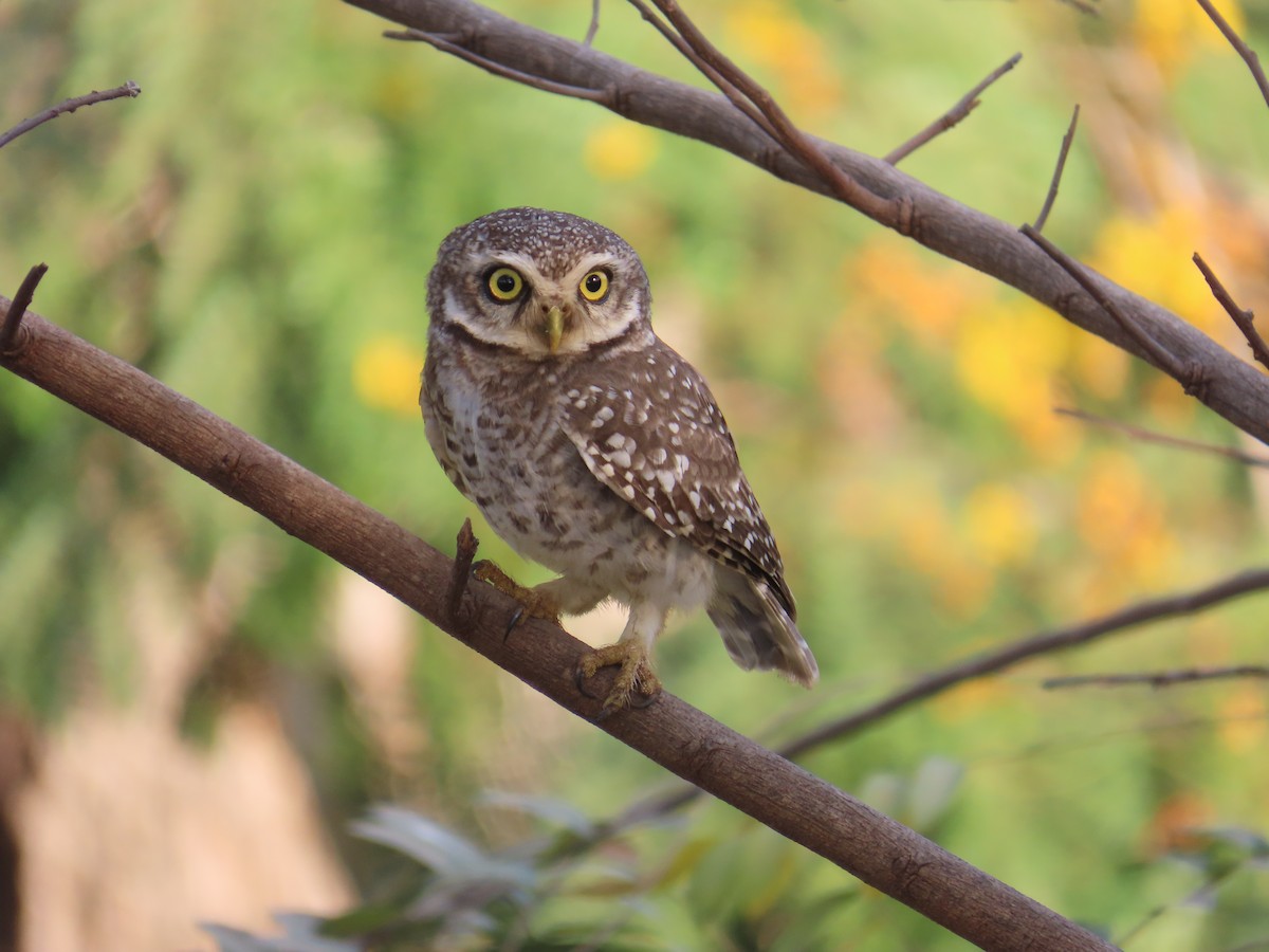 Spotted Owlet - ML616929299