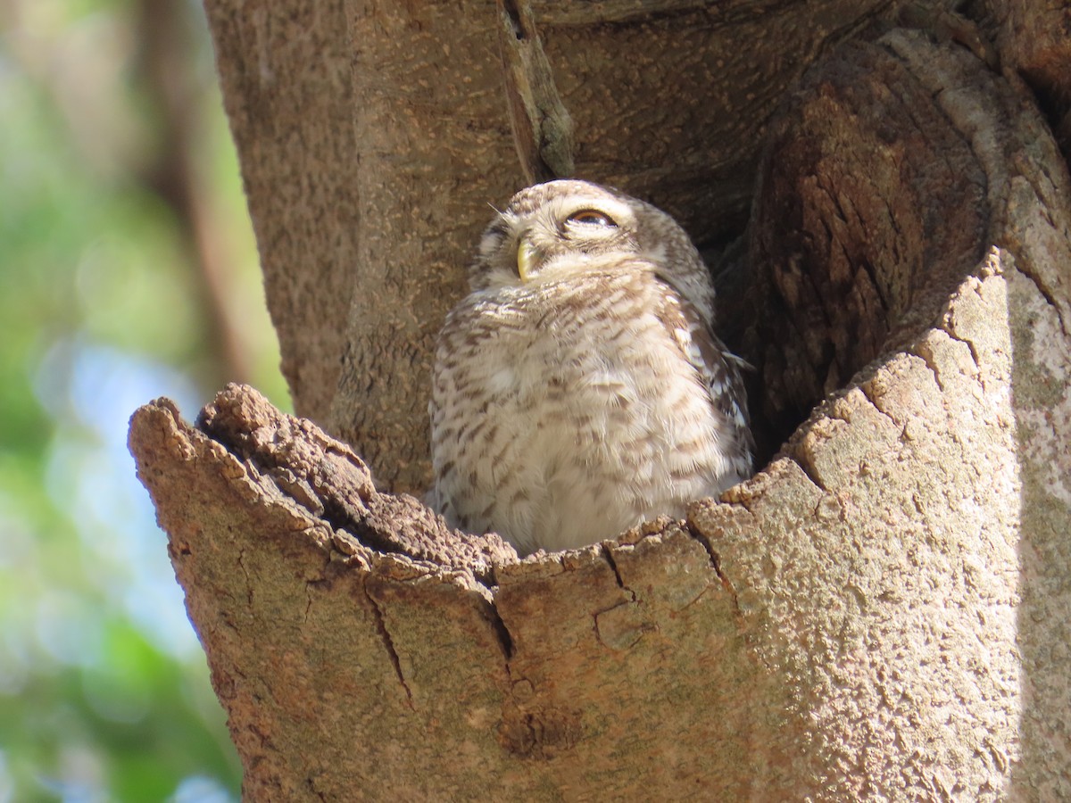 Spotted Owlet - ML616929300