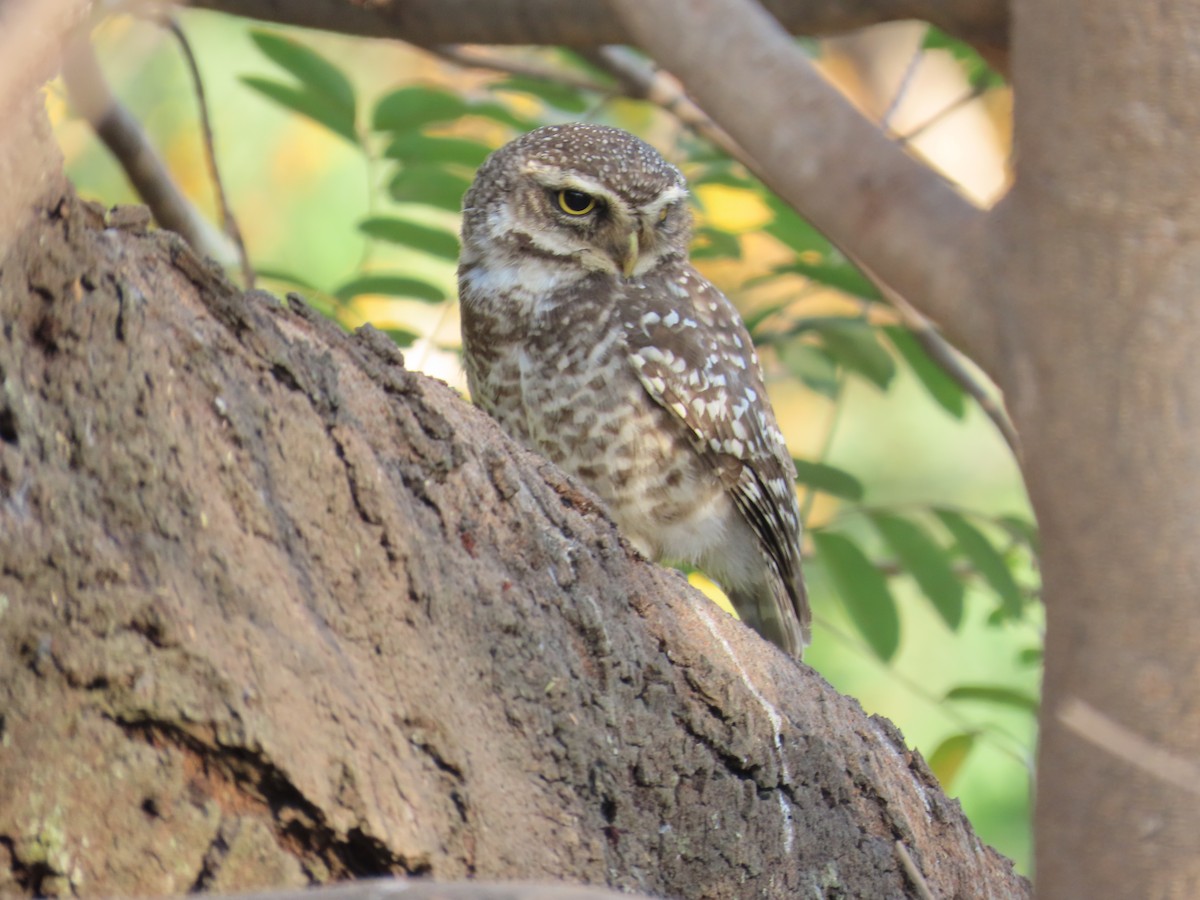 Spotted Owlet - ML616929301