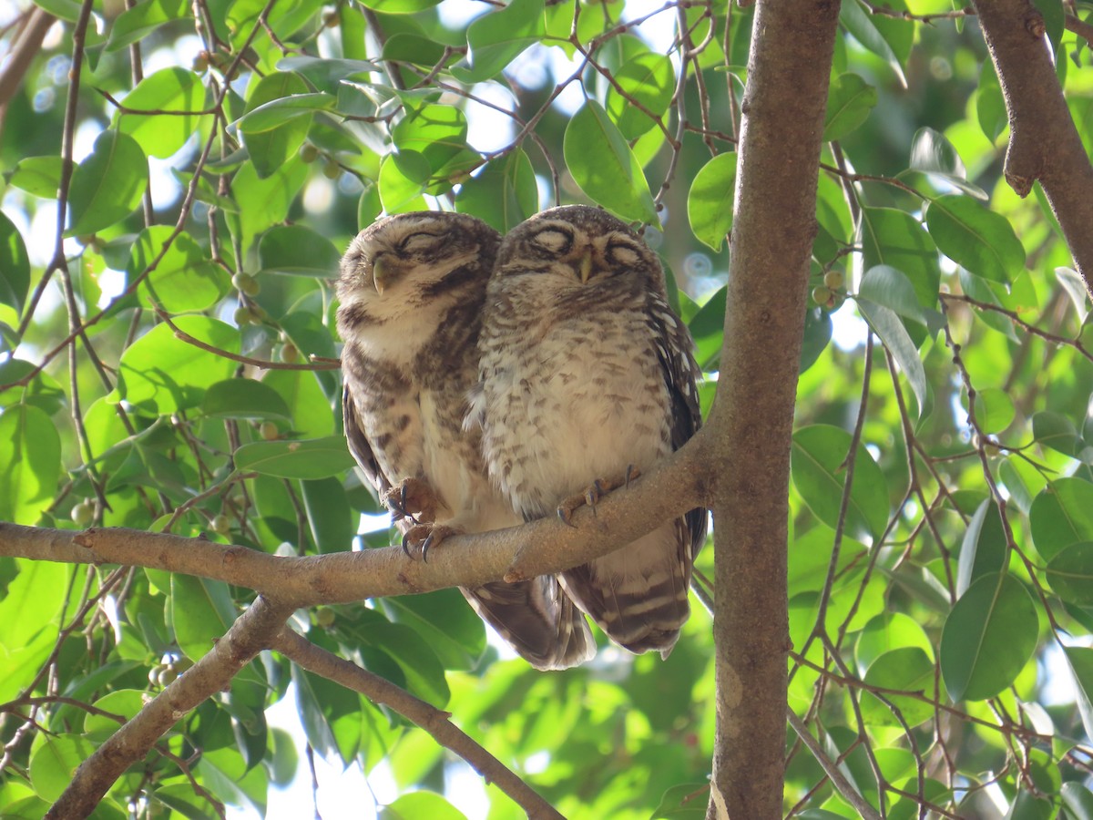 Spotted Owlet - Latha Raghavendra