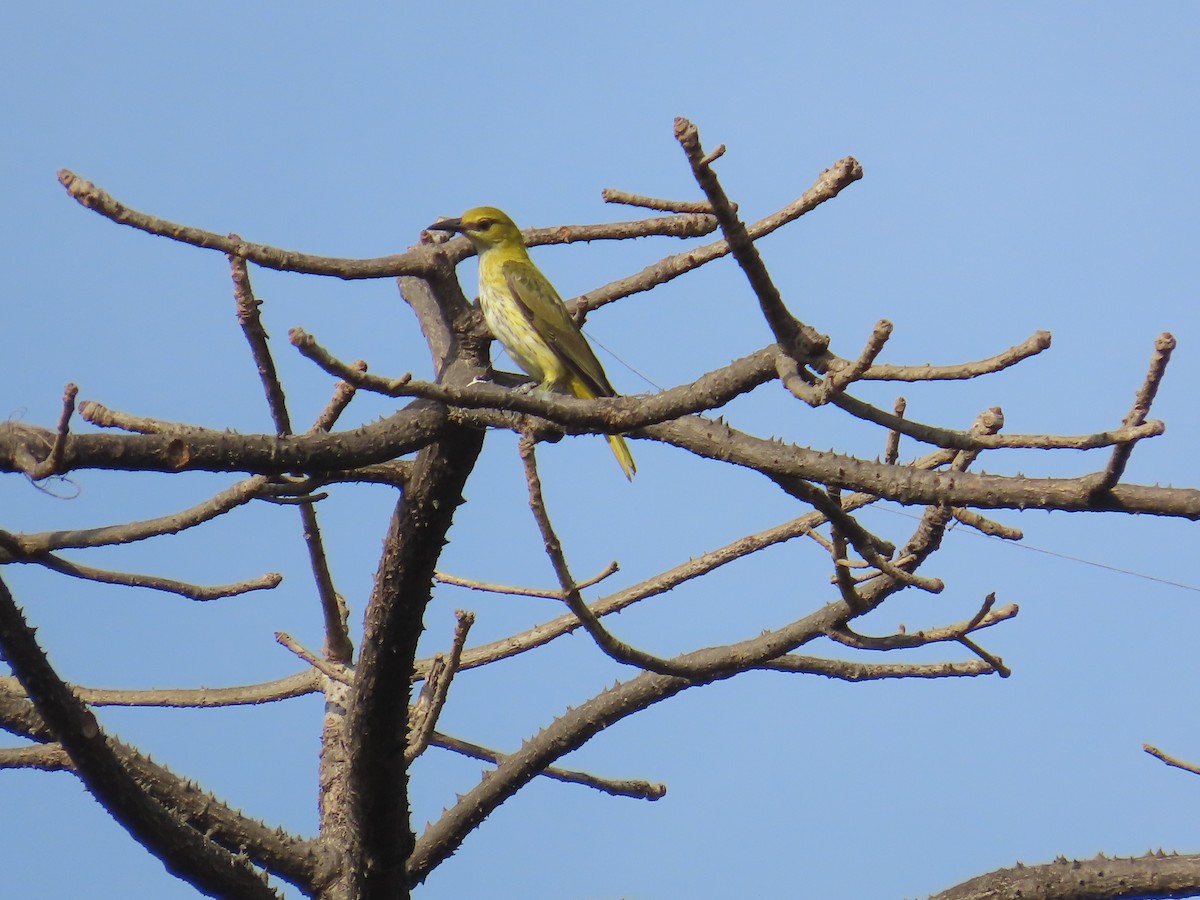 Indian Golden Oriole - ML616929318