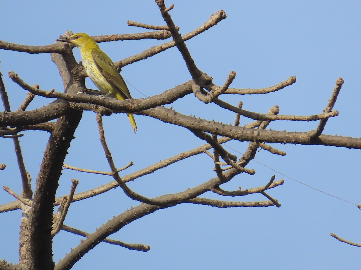 Indian Golden Oriole - ML616929319