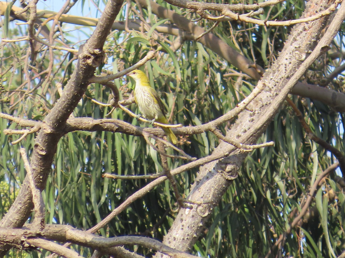 Indian Golden Oriole - ML616929323