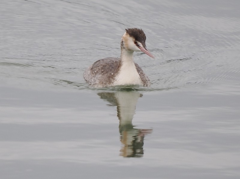 Great Crested Grebe - ML616929468