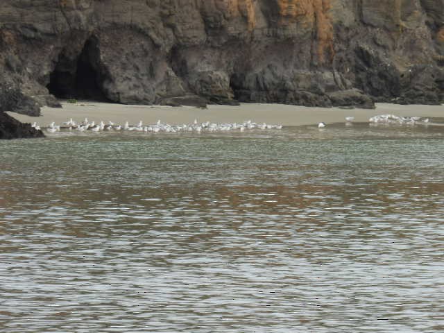 Silver/Black-billed Gull - Stew Stewart