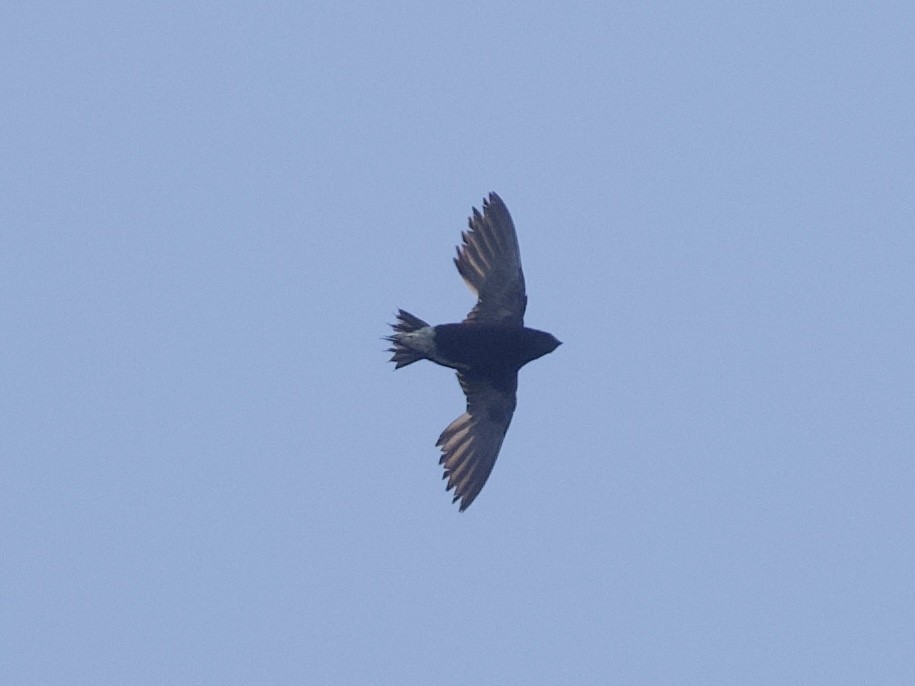 Brown-backed Needletail - ML616929670