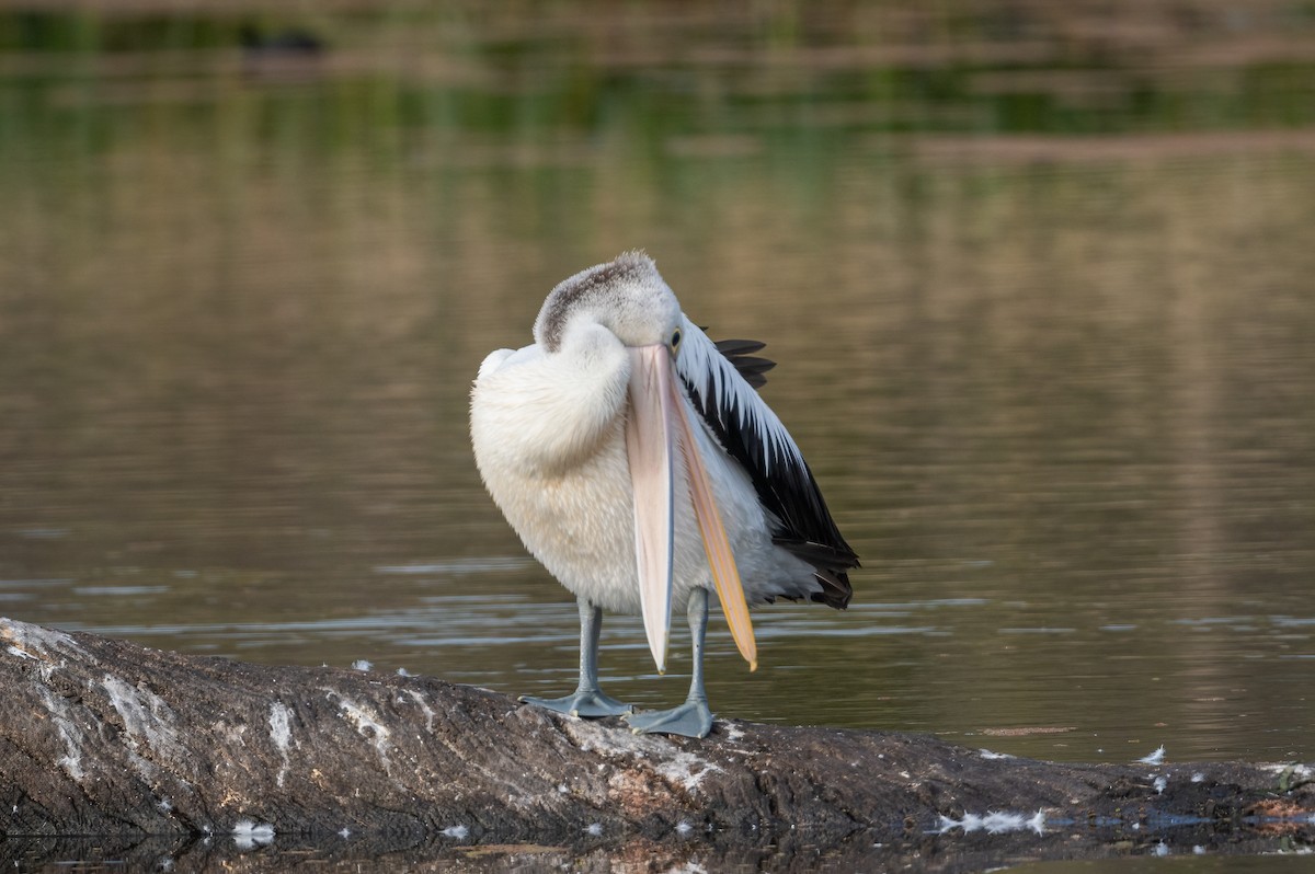 pelikán australský - ML616929726