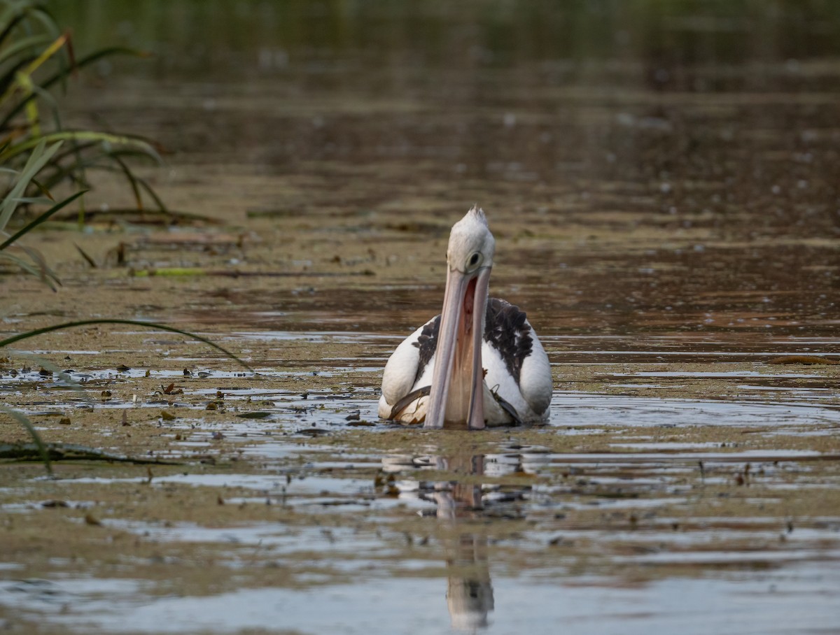 pelikán australský - ML616929727