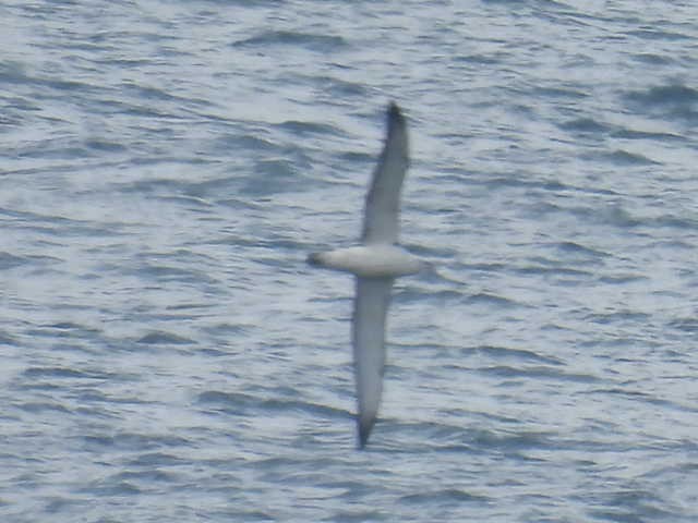 Albatros Ojeroso - ML616929737