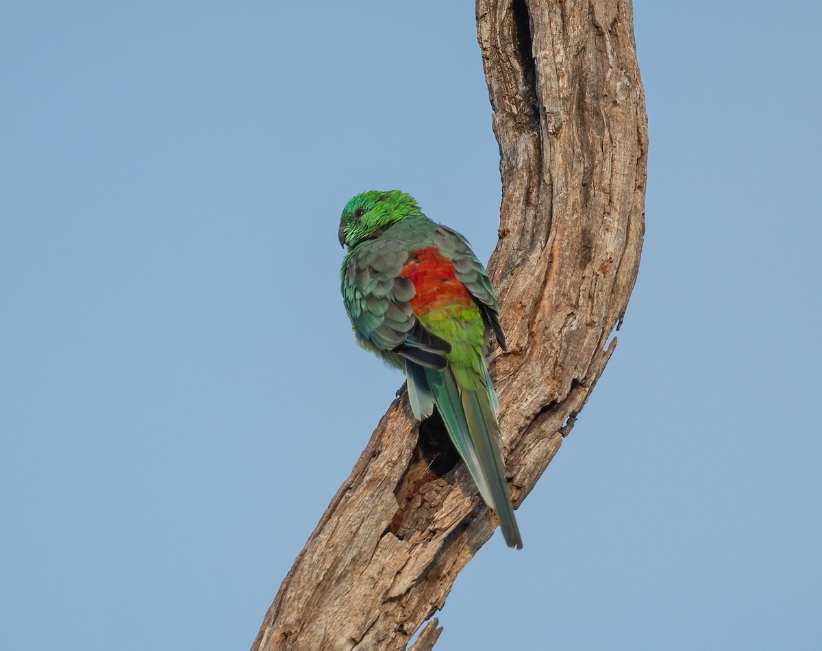 Red-rumped Parrot - Roy Burgess