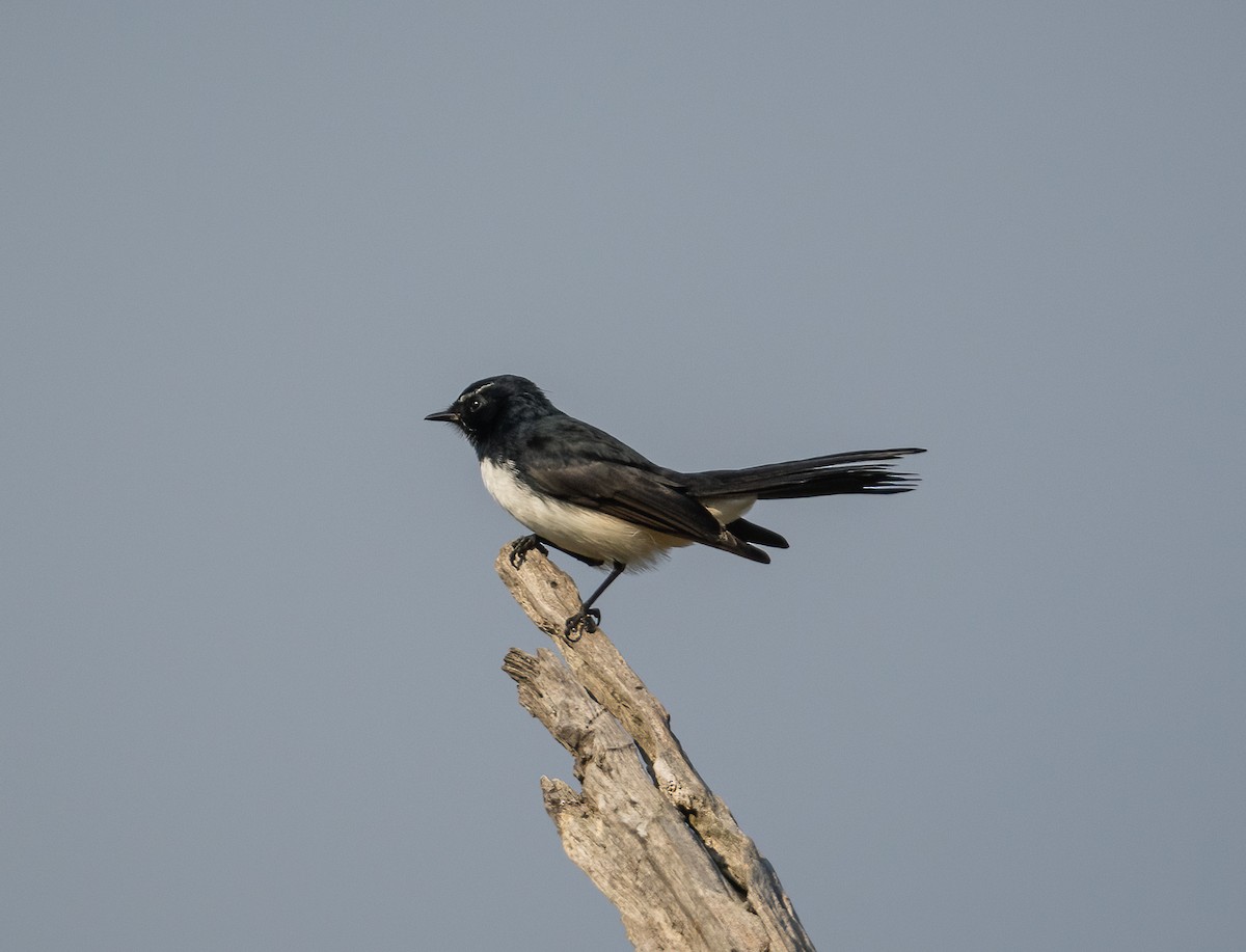 Willie-wagtail - ML616929755