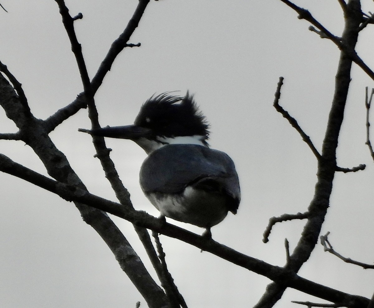 Belted Kingfisher - ML616929757