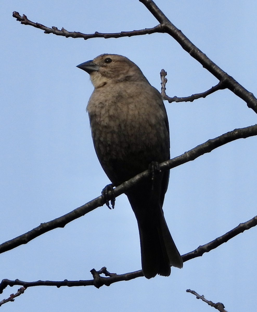 Brown-headed Cowbird - ML616929779