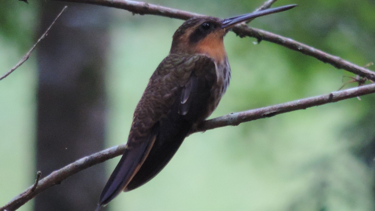 kolibřík pilozobý - ML616929790