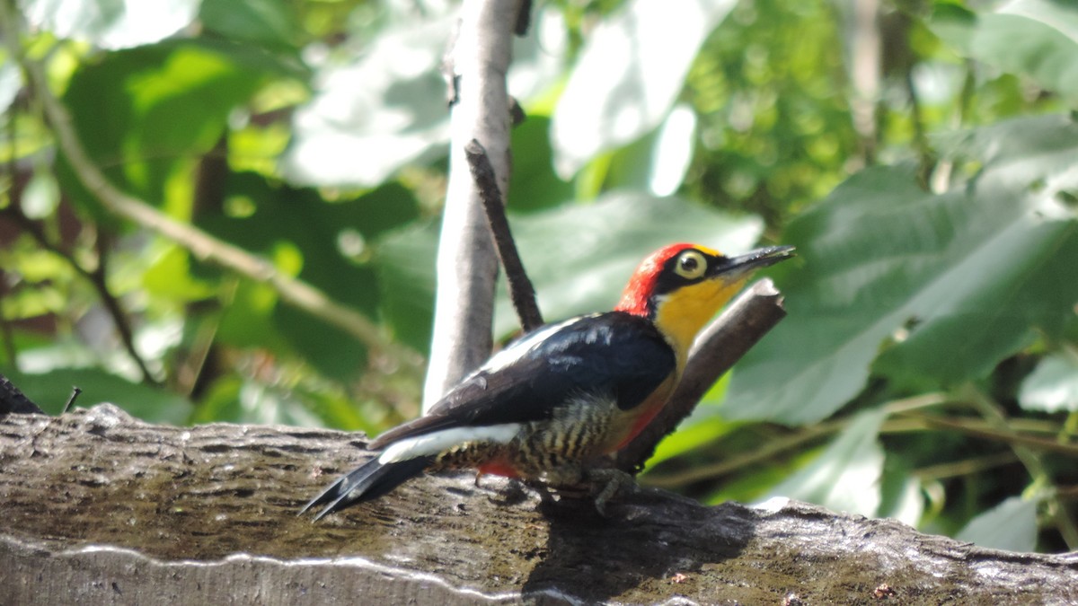Yellow-fronted Woodpecker - ML616929825
