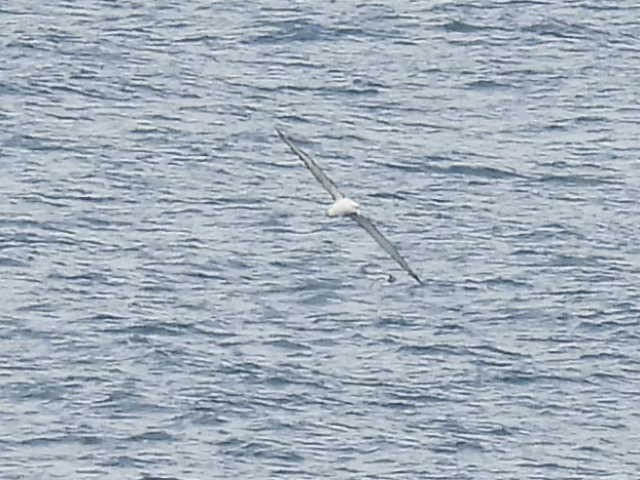 Northern Royal Albatross - ML616929886