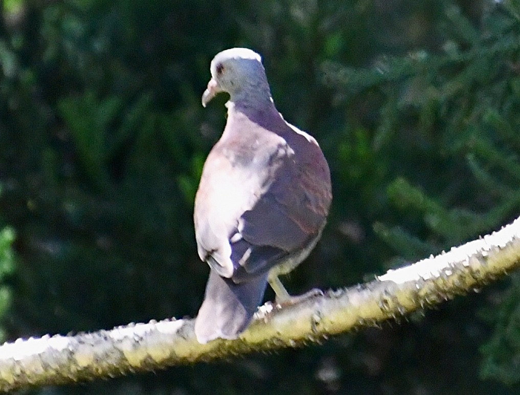 Malagasy Turtle-Dove - ML616929887