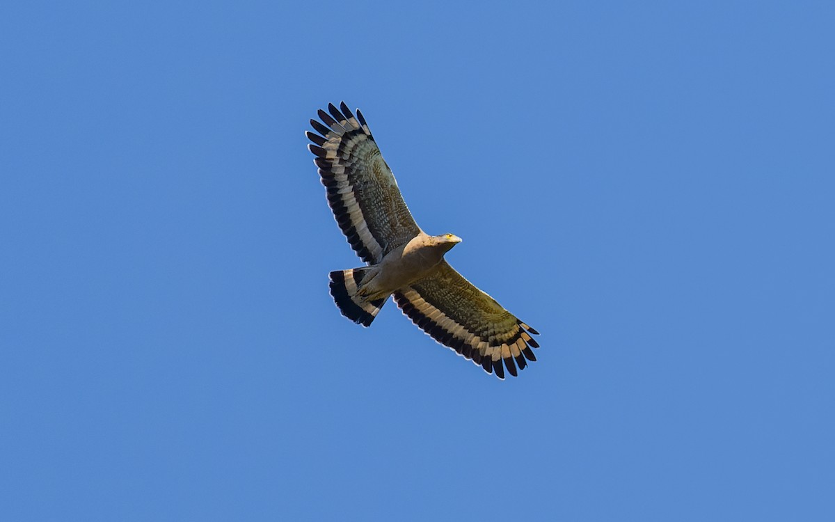 Crested Serpent-Eagle - ML616929951