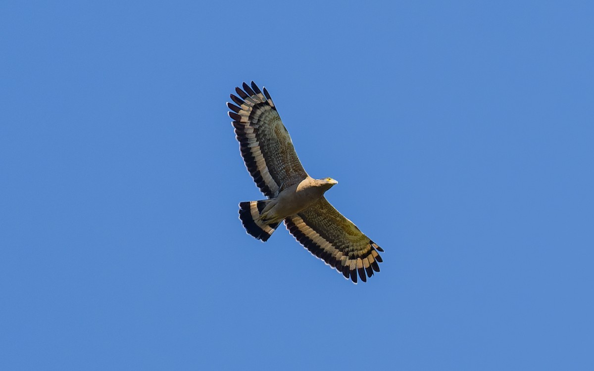 Crested Serpent-Eagle - ML616929954