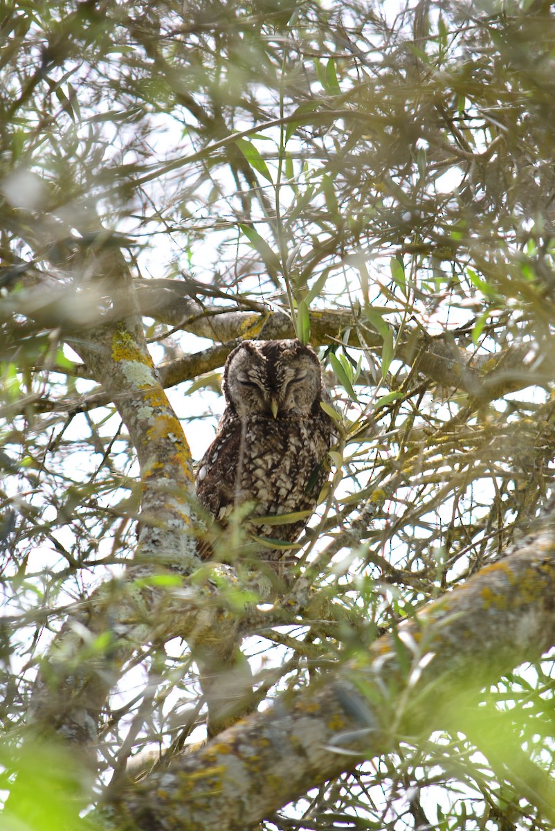 Tawny Owl - ML616929955