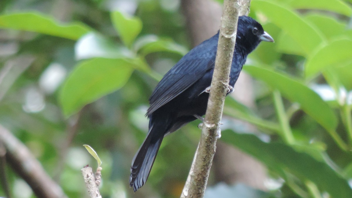 Ruby-crowned Tanager - ML616929962