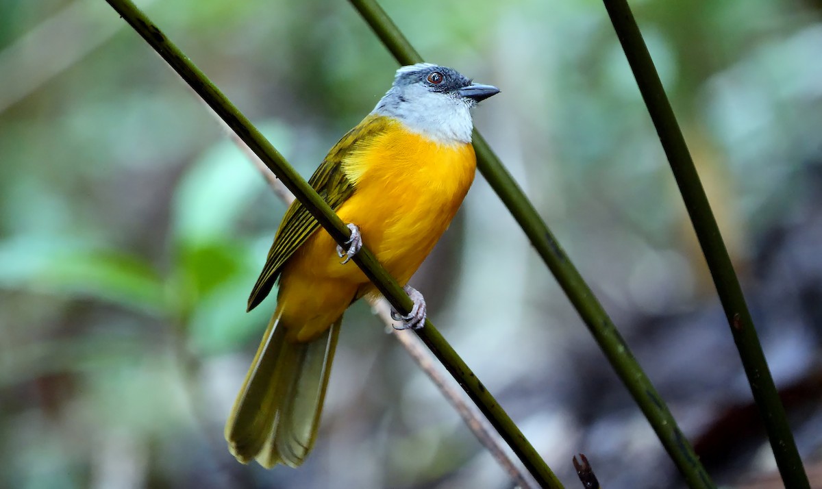 Gray-headed Tanager (Gray-crested) - ML616929974