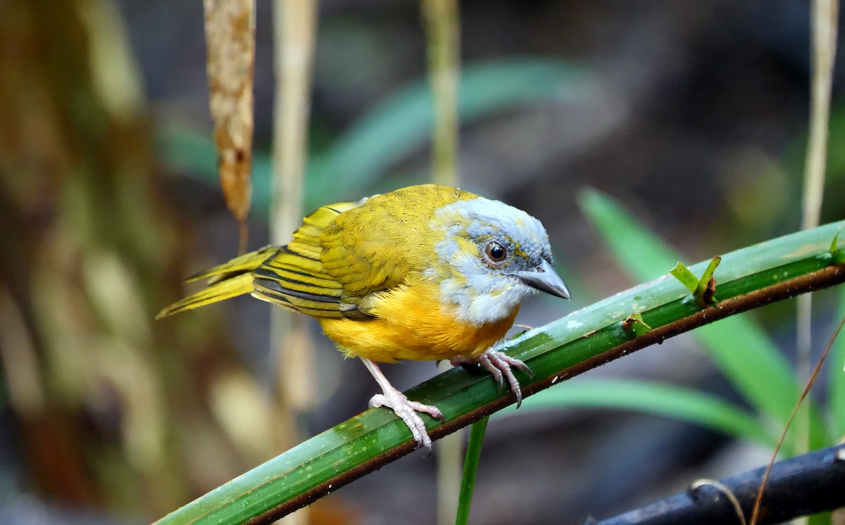 Gray-headed Tanager (Gray-crested) - ML616929975