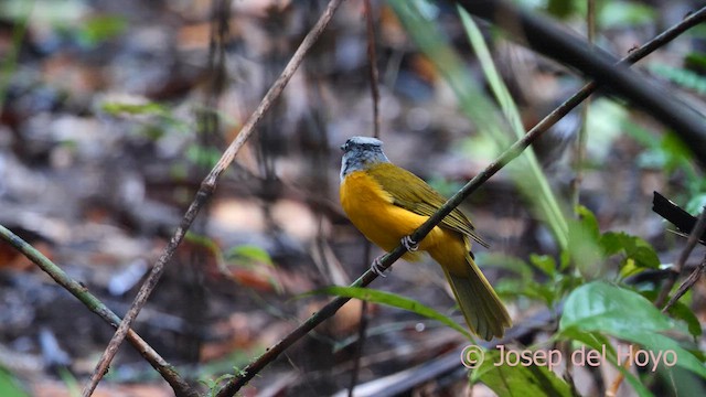 Gray-headed Tanager (Gray-crested) - ML616930119