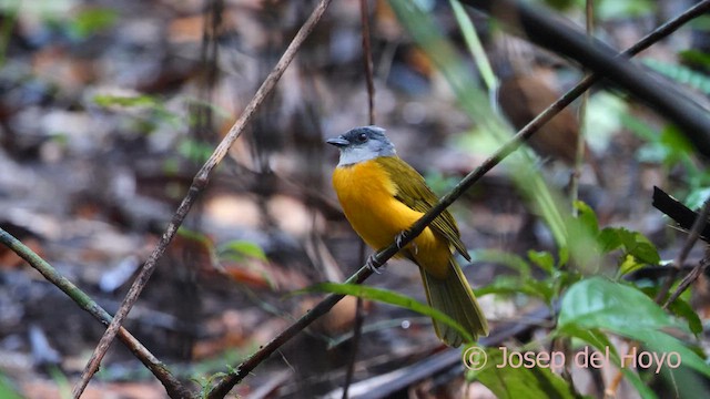 Gray-headed Tanager (Gray-crested) - ML616930226