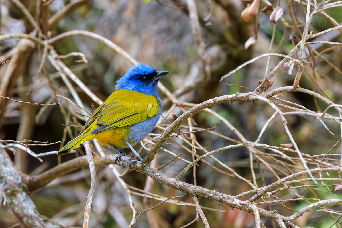 Blue-capped Tanager - ML616930238