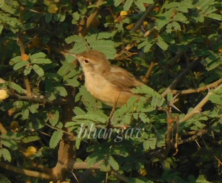 Booted Warbler - ML616930252