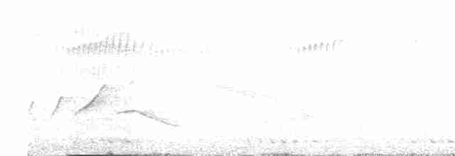 White-eared Sibia - ML616930267