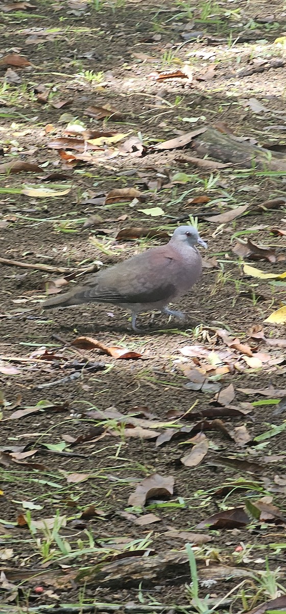 Pigeon de Madagascar - ML616930275