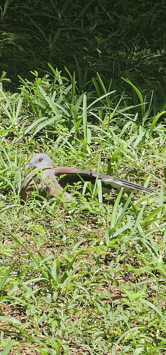 Мадагаскарский голубь - ML616930276