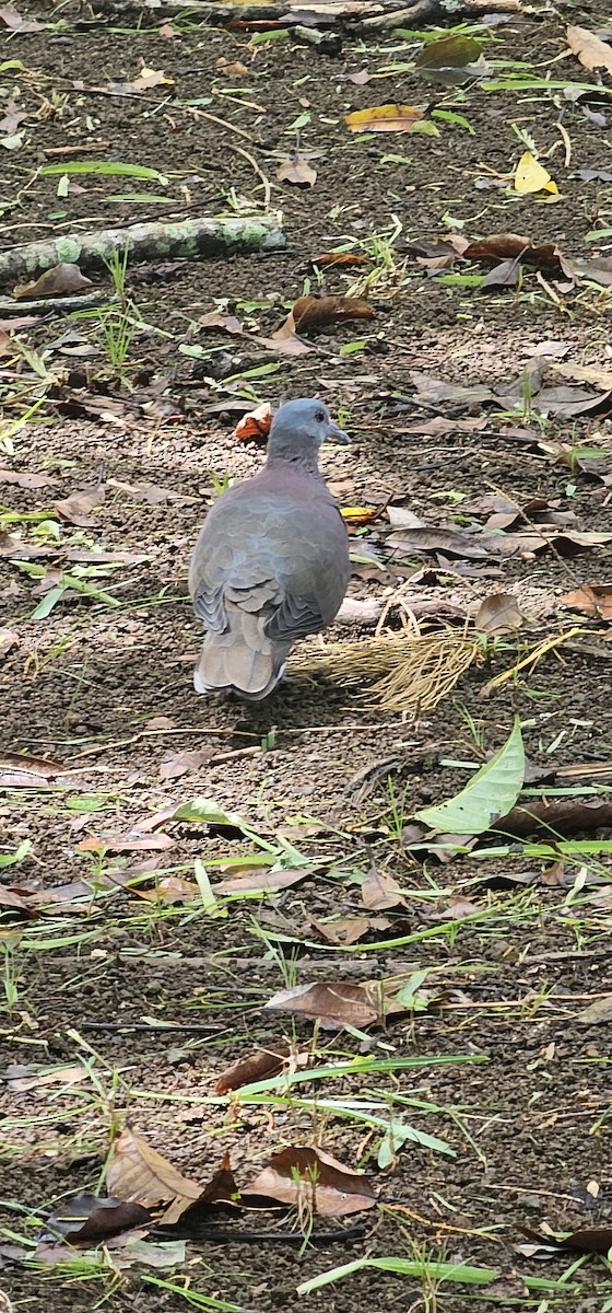 Malagasy Turtle-Dove - ML616930277
