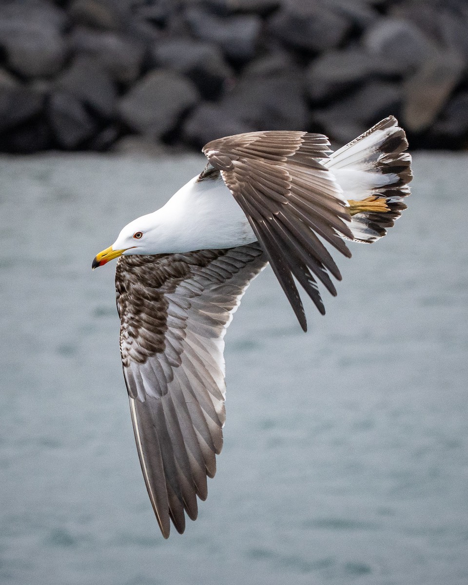 Yellow-legged Gull - ML616930308