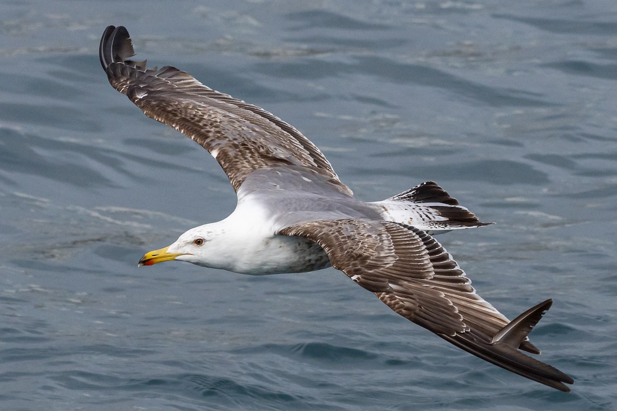 Yellow-legged Gull - ML616930311