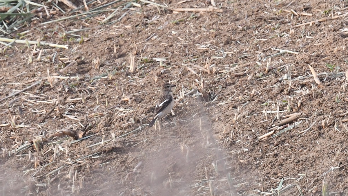 Сибирский черноголовый чекан [группа maurus] - ML616930417