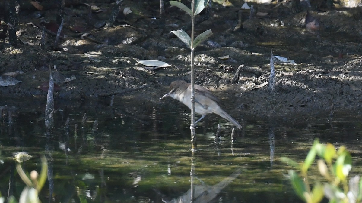 Clamorous Reed Warbler (Brown) - ML616930446