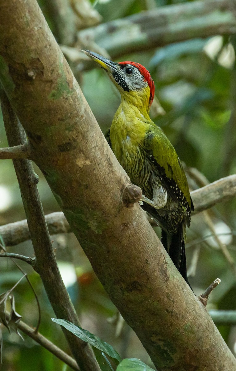 Laced Woodpecker - ML616930551