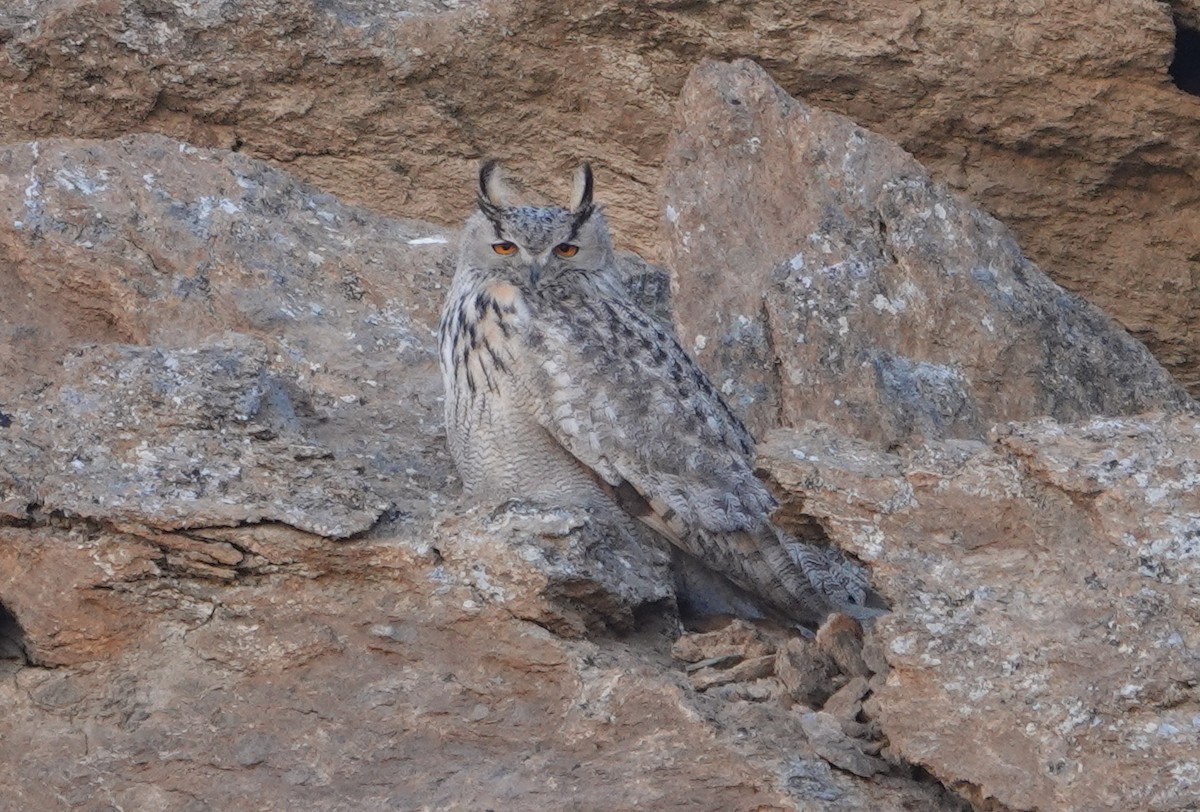 Eurasian Eagle-Owl - ML616930594