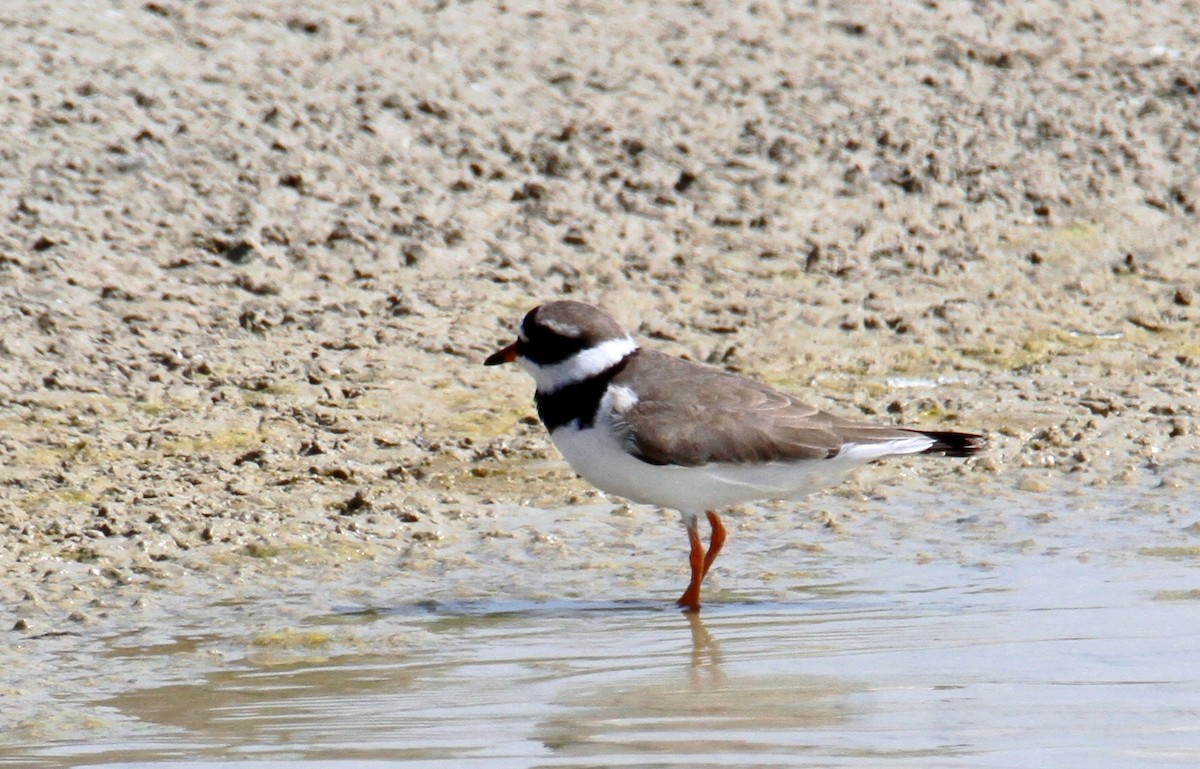 Common Ringed Plover - ML616930636