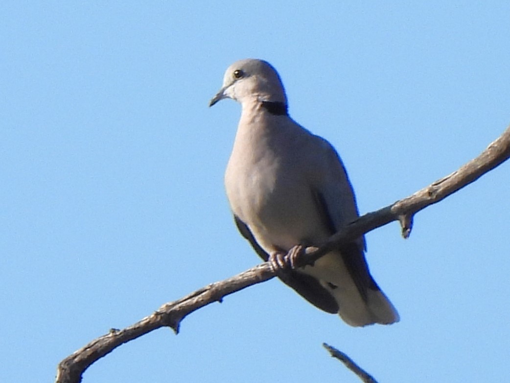 Ring-necked Dove - Stephen Taylor