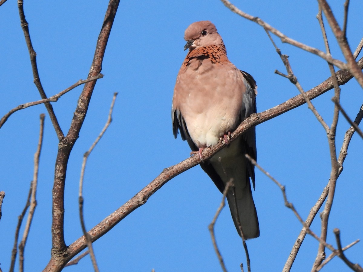 Laughing Dove - ML616930853
